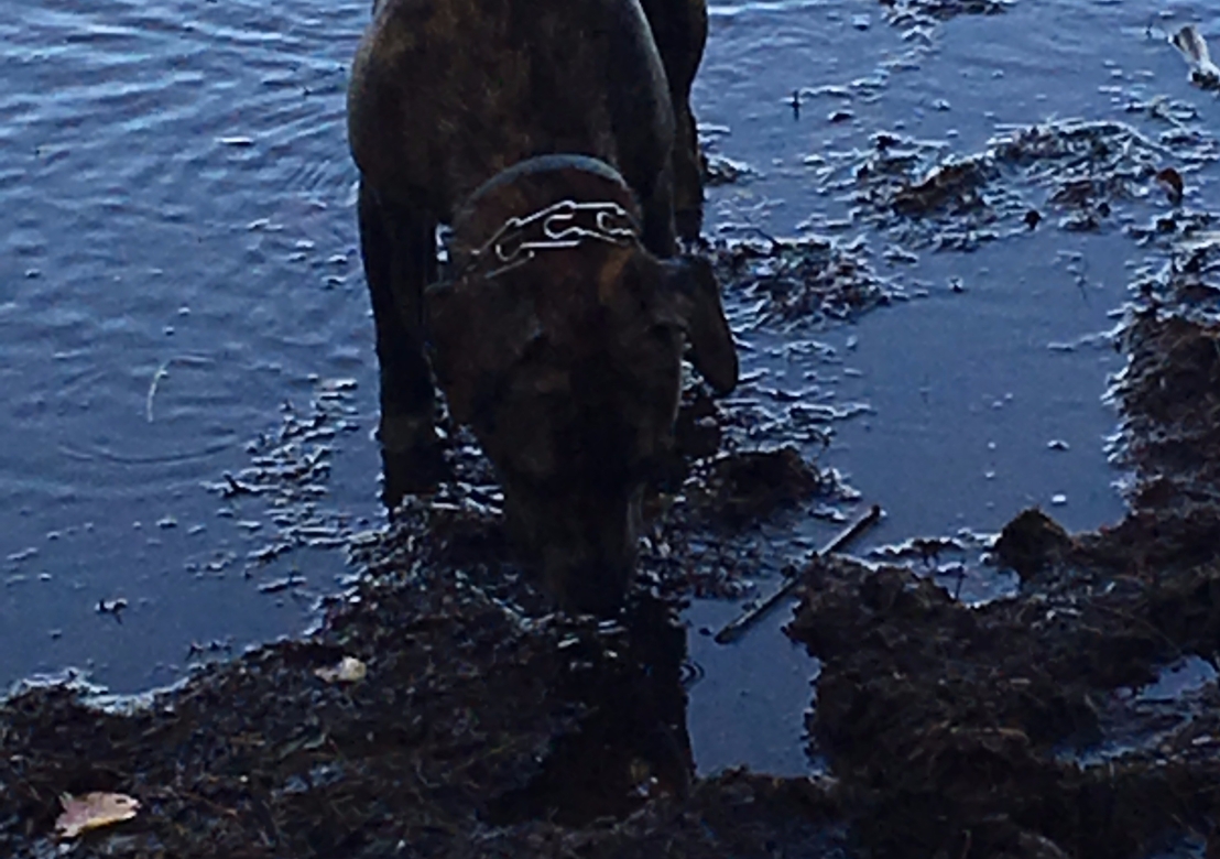 Bella in the mud