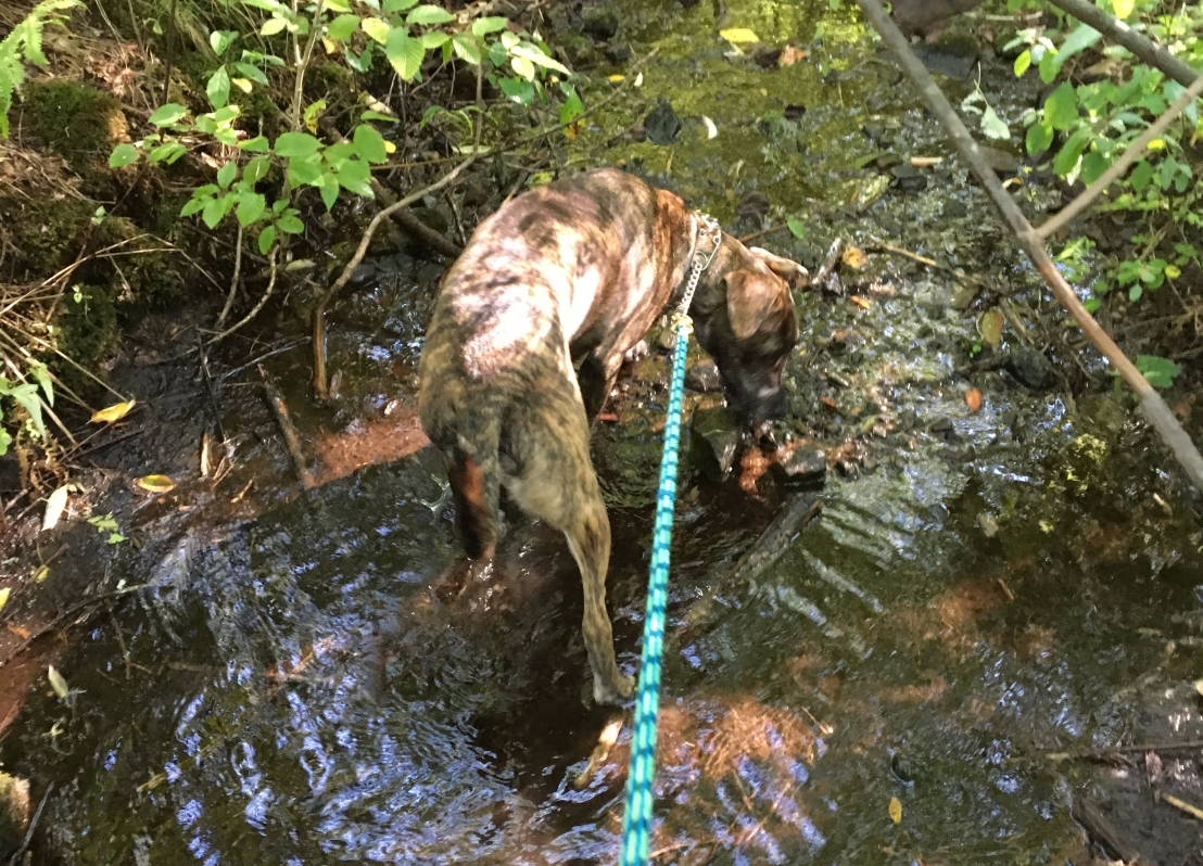 Bella drinking from a stream