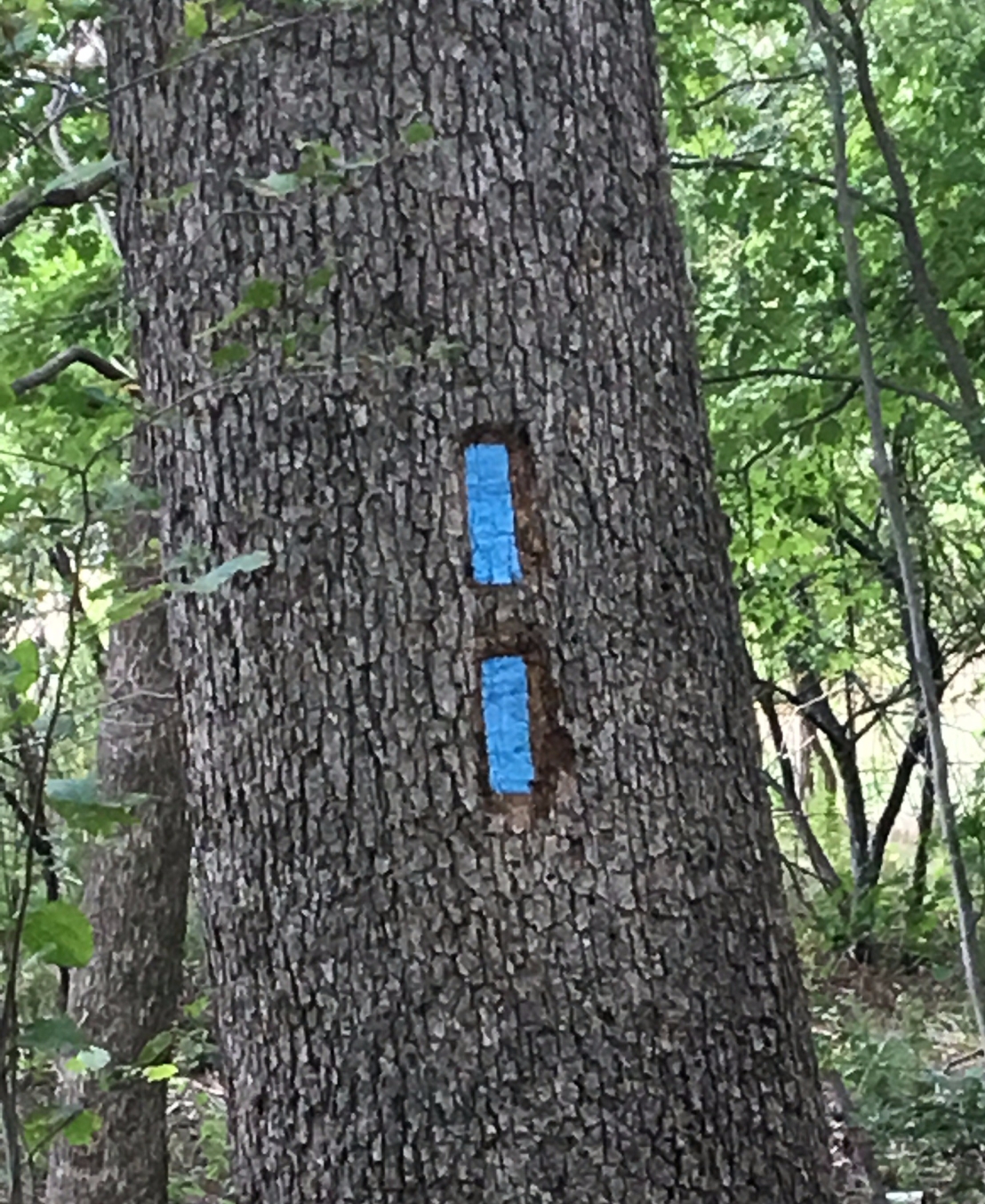 Skyline Trail tree markers