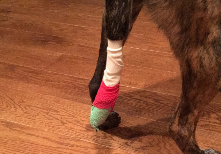 Bella's tail bandage