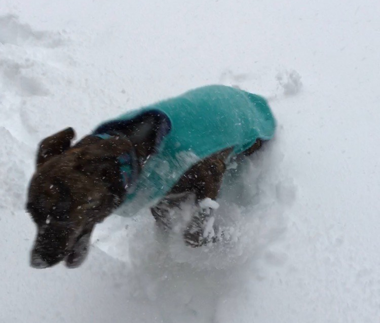 Bella in her teal fleece jacket romping in the snow