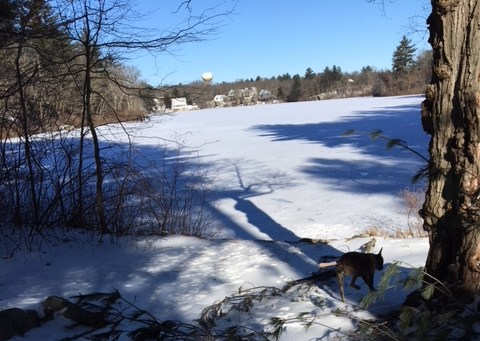 Glen Echo Lake in winter with Bella in the foreground