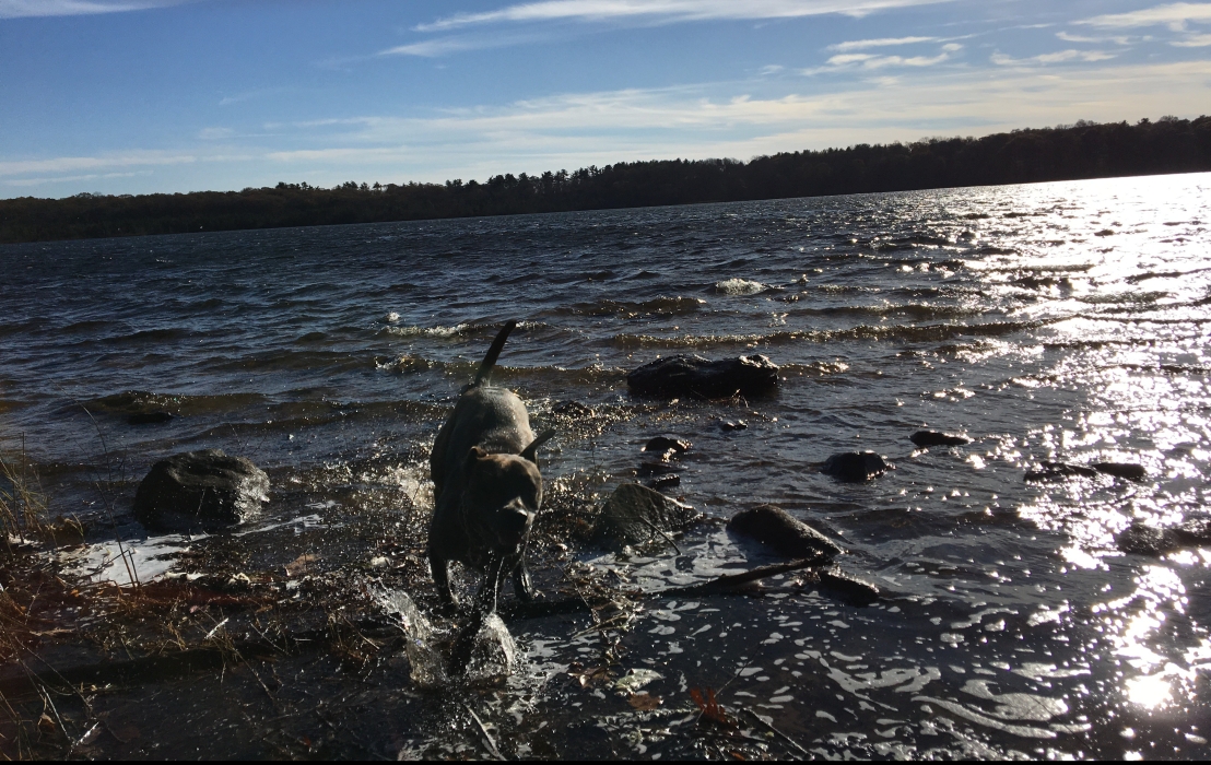 A windy day at Ponkapoag Pond with Bella splashing on the shore.