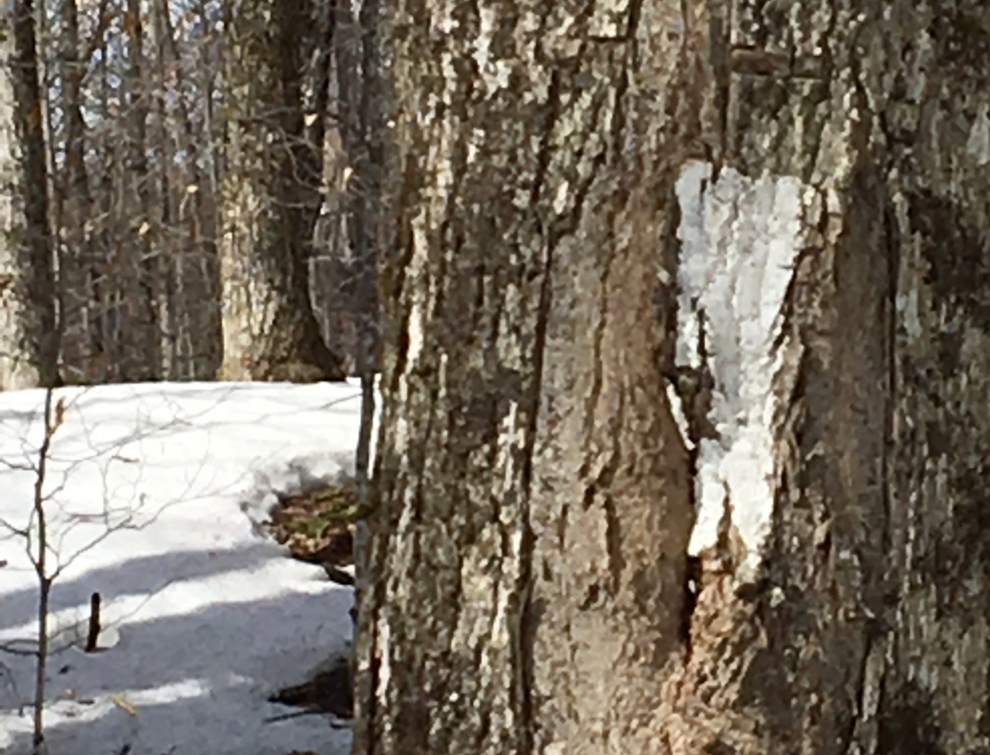 Telltale white blaze that marks Long Trail in Vermont