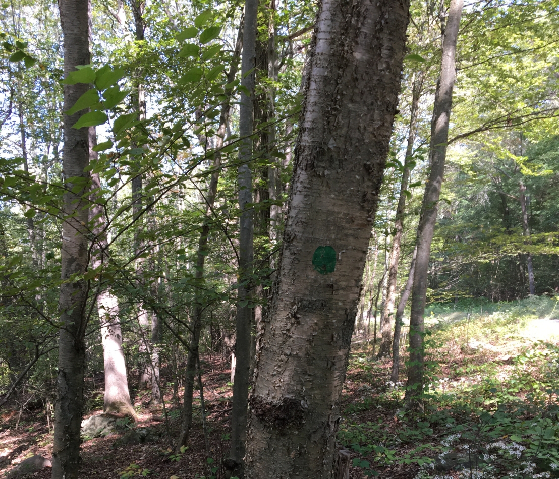 Green dot trail marker on a tree near Ponkapoag Pond
