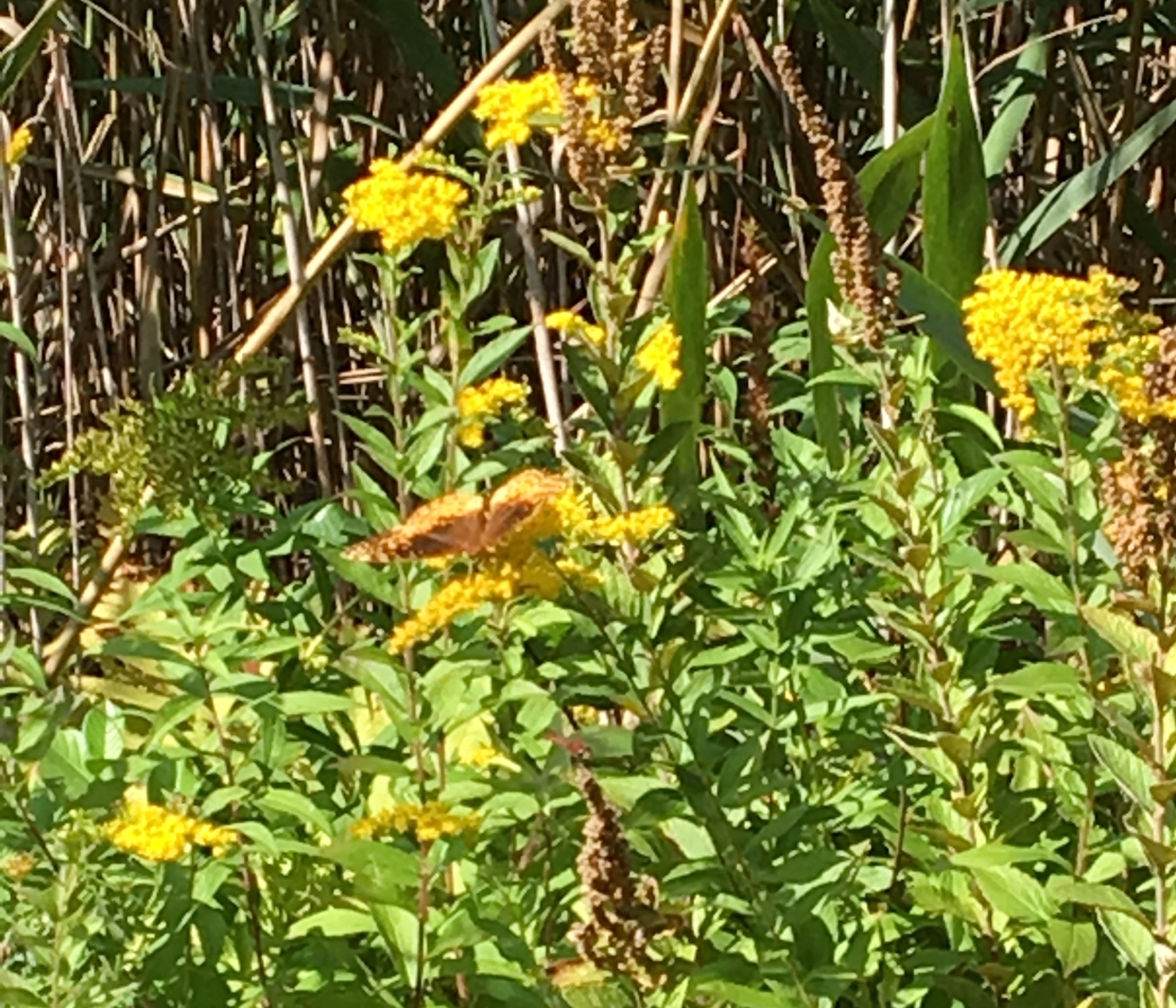 Butterfly on goldenrod at Ponkapoag Pond
