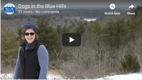 Dogs in the Blue Hills video with Friends of the Blue Hills