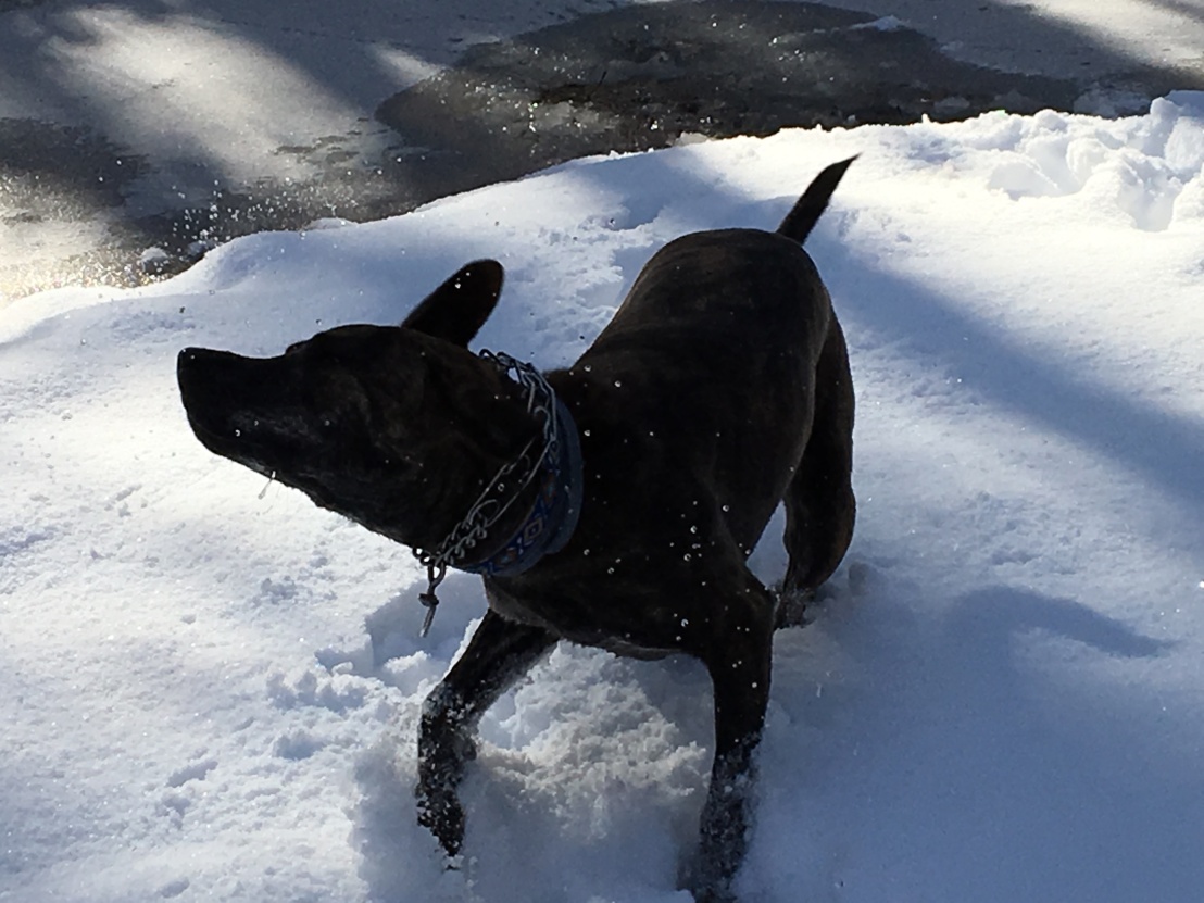 Bella shaking off some snow