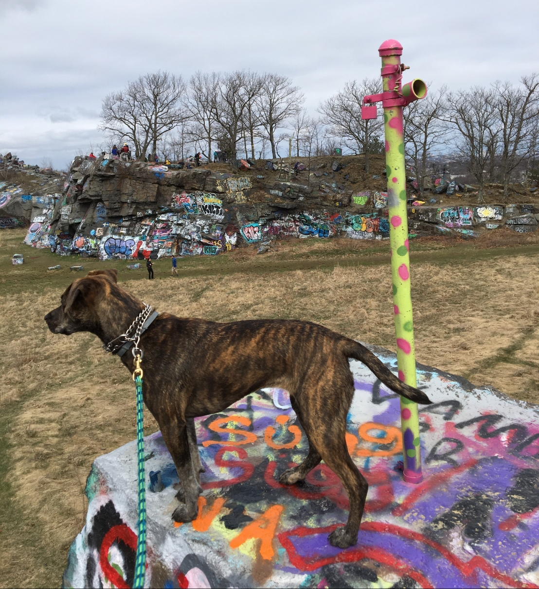 Bella standing on a rock covered with graffiti