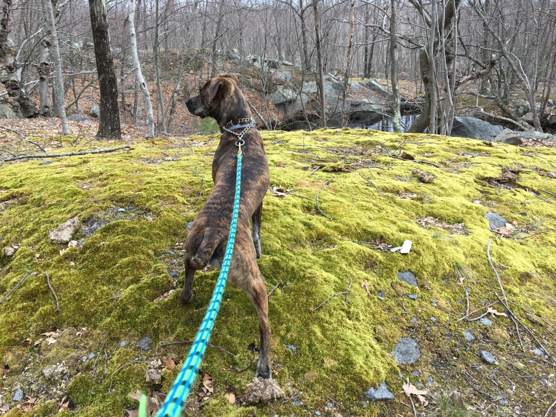 Bella climbing onto a moss covered hill