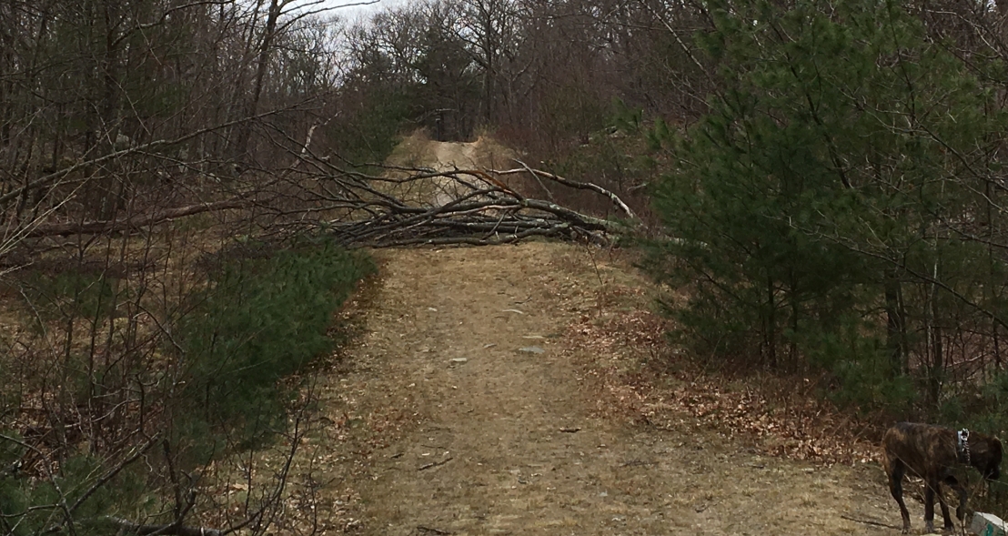 Tree down on Pipe Line trail