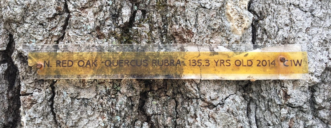 Yellowed label on an old oak tree telling us it's 135.3 years old