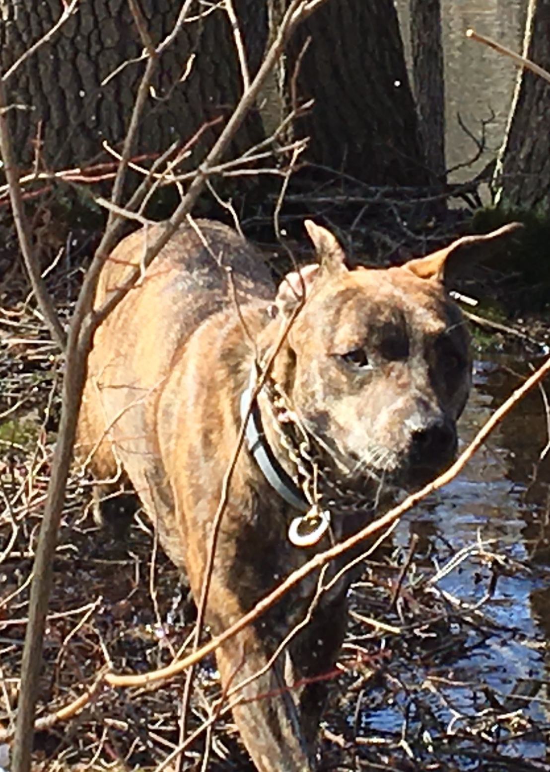 Bella walks along the cold water's edge of Ponkapoag Pond